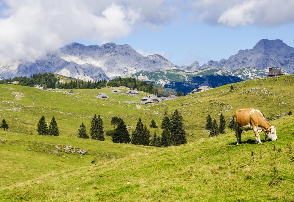 Chalet Tisa Velika Planina Stahovica Phòng bức ảnh